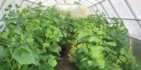 Kako vlastitim rukama napraviti staklenik za krastavce